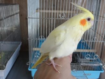 オカメインコ ルチノーパールのヒナ 手乗りインコなど鳥の販売は山口県の田布施バード オカメインコ ルチノーパールのヒナ 手乗りインコなど鳥の販売は山口県の田布施バード