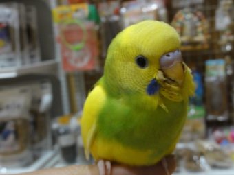 ジャンボセキセイインコと手乗りカナリア 手乗りインコなど鳥の販売は山口県の田布施バード