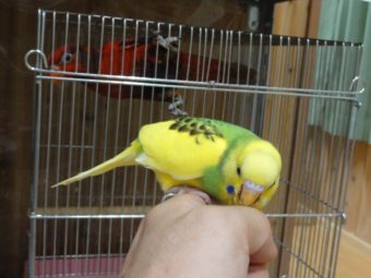 ジャンボセキセイインコと手乗りカナリア 手乗りインコなど鳥の販売は山口県の田布施バード