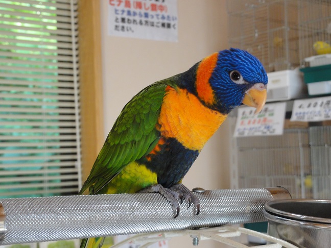 アカエリゴシキセイガイインコ|レオパ・手乗りインコなど鳥の販売は山口県の田布施バード