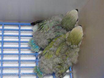 コザクラインコ ボタンインコ等のヒナ入荷 レオパ 手乗りインコなど鳥の販売は山口県の田布施バード