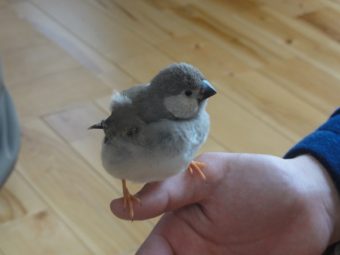 ジャンボキンカチョウとセキセイインコのヒナたち 手乗りインコなど鳥の販売は山口県の田布施バード