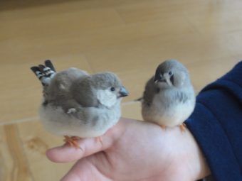 ジャンボキンカチョウとセキセイインコのヒナたち 手乗りインコなど鳥の販売は山口県の田布施バード