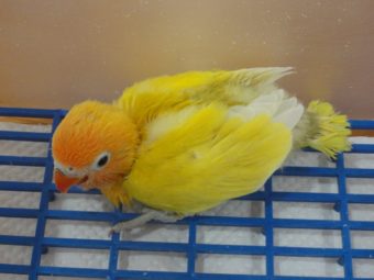 田布施バードのblog 手乗りインコなど鳥の販売は山口県の田布施バード