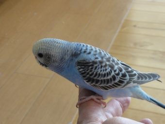 ライラック セキセイ インコ