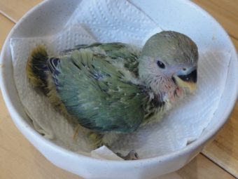 コザクラインコのヒナ入荷 レオパ 手乗りインコなど鳥の販売は山口県の田布施バード