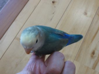 コザクラインコ パイド 入荷 手乗りインコなど鳥の販売は山口県の田布施バード