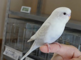 セキセイインコのヒナ入荷 手乗りインコなど鳥の販売は山口県の田布施バード