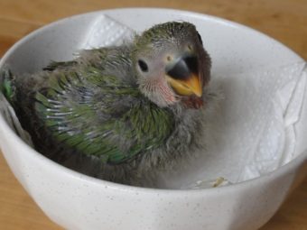 コザクラインコのヒナ レオパ 手乗りインコなど鳥の販売は山口県の田布施バード