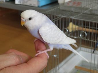 インコ 販売 セキセイ