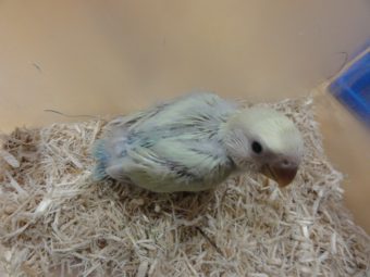 コザクラインコ ボタンインコのヒナ入荷 レオパ 手乗りインコなど鳥の販売は山口県の田布施バード