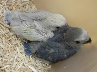 コザクラインコ ボタンインコのヒナ入荷 レオパ 手乗りインコなど鳥の販売は山口県の田布施バード