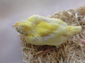 レモンカナリアの手乗りヒナ入荷 手乗りインコなど鳥の販売は山口県の田布施バード