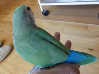 オカメインコのヒナ コザクラインコの入荷 レオパ 手乗りインコなど鳥の販売は山口県の田布施バード