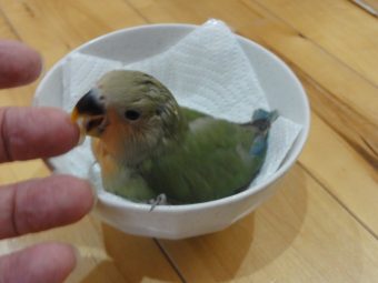 コザクラインコのヒナ入荷 レオパ 手乗りインコなど鳥の販売は山口県の田布施バード