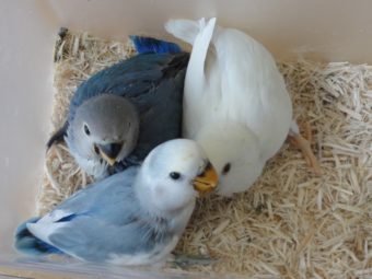 田布施バードのblog 手乗りインコなど鳥の販売は山口県の田布施バード